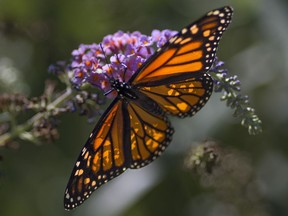 A monarch Butterfly feeds on a Butterfly bush September 20, 2016.