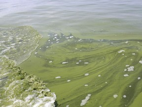 In this Aug. 3, 2014 file photo, an algae bloom covers Lake Erie near the City of Toledo water intake crib about 2.5 miles off the shore of Curtice, Ohio.
