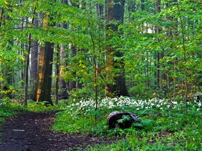 Kopegaron Woods is shown in all its beauty and spring glory. The Leamington sanctuary is one of ERCA’s 19 publicly accessible properties totalling more than 1,000 hectares (4,000 acres) of land in Essex County.