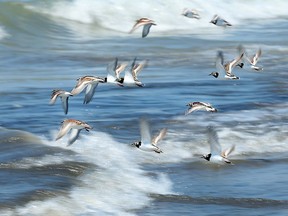A flock of ruddy turnstones fly along Seacliff Beach in Leamington, Ontario.