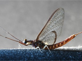 A fish fly is shown in this June 19, 2007 file photo.