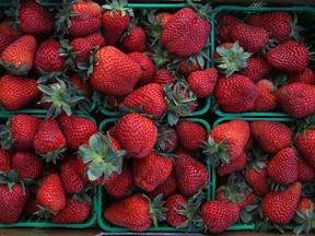 Glorious strawberries, courtesy of Raymont's Strawberries, at the 2012 edition of the LaSalle Strawberry Festival.