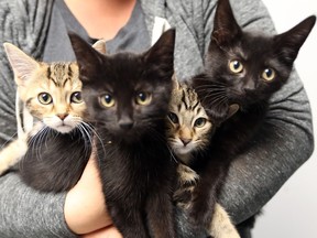 An armload of kittens is seen at the Windsor/Essex County Humane Society on June 1, 2017. Kitten season means many furry friends need homes.