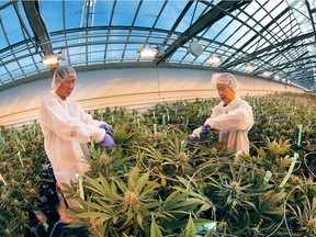 Workers trim marijuana plants in 2016 at the Aphria greenhouses in Leamington. The company is undergoing a significant expansion.
