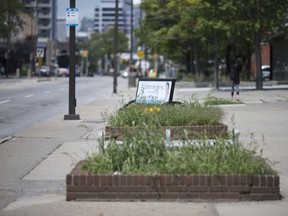 A bed of weeds is pictured in the sidewalk planters next to a bus stop on Ouellette Avenue in downtown Windsor on July 27, 2017.