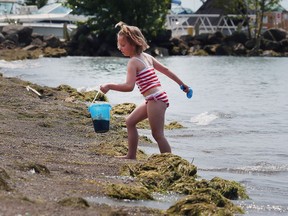 Kaylee Hrbak, 5, plays on sea-weed laden Colchester Beach in Essex on Monday. Algae blooms are expected to be worse than last year on Lake Erie, where Colchester Beach is situated.