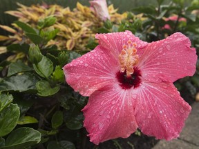 The grounds near the Leamington Marina are bursting with colourful flowers and gardens Monday as the town awaits national judges for the Communities in Bloom competition. Leamington is competing in the same category as Amherstburg.