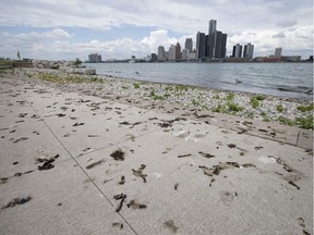 Goose excrement litters the shoreline along a popular recreational portion of the Windsor riverfront on July 28, 2017.