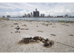Goose excrement litters the shoreline along a popular recreational portion of the Windsor riverfront on July 28, 2017.