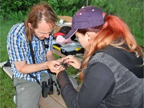 Nature Canada team leader Kevin Fraser, left, and Marine Morel, a summer intern from France, place tracking devices on Purple Martins at Holiday Beach July 8, 2017. Photo courtesy of Nina Radley