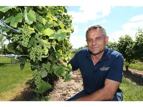 Tony Mastronardi, owner of Mastronardi Estate Winery inspects wine grapes at his Kingsville, Ontario Winery on July 25, 2017.