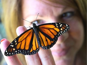 Darlene  Burgess, a local monarch butterfly expert, releases a butterfly to the wild.   Burgess is trying to restore the monarch population by ensuring that eggs hatch and mature into butterflies.