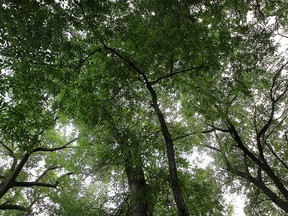 A canopy of trees in Ojibway Park is shown in this July 2016 file photo.
