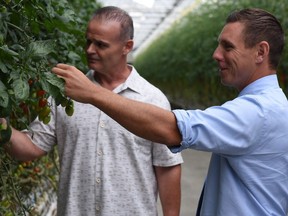 Cecelia Acres owner Chip Stockwell, left, looks at tomatoes in his Kingsville greenhouse with Ontario PC Leader Patrick Brown on July 10, 2017.