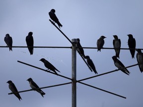 Purple Martins sit on a perch  in South Colchester.  (DAX MELMER/Windsor Star)