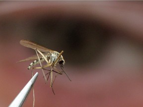 (file) An adult mosquito is shown in the laboratory as the 2007 West Nile Virus program of the Middlesex-London Health Unit kicked off in Strathroy on May 10, 2007.