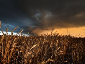 A summer storm approaches a wheat field in Kingsville, Ontario, on July 7, 2017.