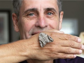 Maurice Bottos holds a  catocala maestosa moth he discovered in Windsor's Black Oak Heritage Park last week.  His discovery was the first time species has been found in Canada.