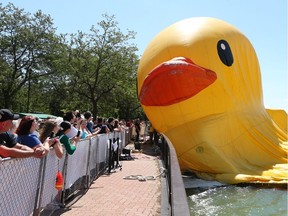 Deflated giant. Crews tried to get air into the world's biggest rubber duck at Amherstburg's Navy Yard Park, August 5, 2017. But winds defeated the duck, who rose for the crowds the following day.