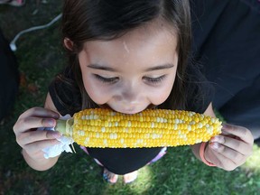 Marlayna Aguilar, 7, chomps on a corn cob at the Tecumseh Corn Festival in this 2016 file photo.