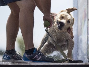 Crocket, a Yellow Lab, shakes off some water after dock diving with his owner, Brad Fields, at the 2017 Woofa-Roo Pet Fest at the Libro Credit Union Centre, Saturday, Aug. 12, 2017.