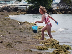 Kaylee Hrbak, 5, is shown at the Colchester Beach in Essex on July 3, 2017. The beach is on Lake Erie which has issues with algae blooms.