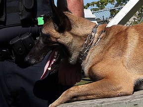 Hasko, a member of the Windsor Police Service K-9 Unit, is shown in this September 2015 file photo.