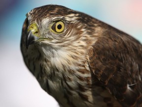 A sharp-shinned hawk is displayed for visitors at the Festival of Hawks at Holiday Beach on Sept. 13, 2014.