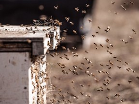 Bees swarm around a hive owned by Alberta beekeeper Grant Hicks are seen in Keremeos, B.C. on Friday, March 10, 2017.