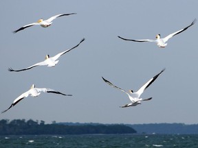 Several American white pelicans take to the air.
