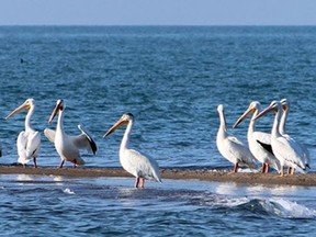 Several American white pelicans are seen on a sandbar in this file photo.