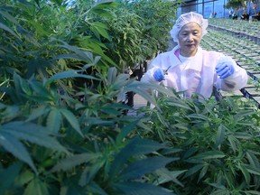 Medical marijuana production at an Aphria greenhouse in Leamington.