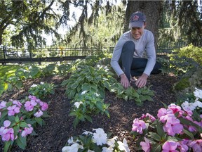 Steph Tanguay examines a hosta at his Ste-Anne-de-Bellevue home. “Even after all this time working with various gardens, I consult a horticulturalist regularly for my own garden," the West Island landscaper says. (Peter McCabe / Montreal Gazette)
