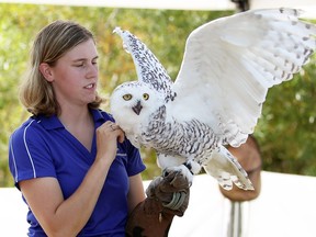 Falconer Nicole Soucie holds a snowy owl during Hawk Festival activities at Holiday Beach Conservation Area September 16, 2017.