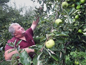Harold Wagner of Wagner Orchards & Estate Winery checks the apples at his Lakeshore, orchard on Sept. 19, 2017. Overall there will be fewer apples produced in orchards across Ontario this season but the apples will be large, juicy and colourful he said.