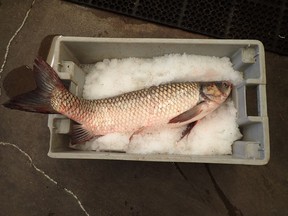 (file) A Grass Carp caught by a commercial fisherman in the western basin of Lake Erie is pictured at the Ministry of Natural Resources office in Wheatley, Ont. in this handout photo.