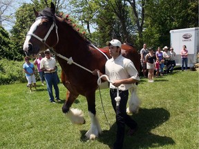 Kyle David shows a Clydesdale horse during the 12th annual Parade of Breeds at the John R. Park Homestead near Harrow on May 23, 2010.