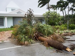 A fallen palm tree is seen in a residential neighbourhood as hurricane Irma blows in Sept. 10, 2017 in Fort Lauderdale, Fla.