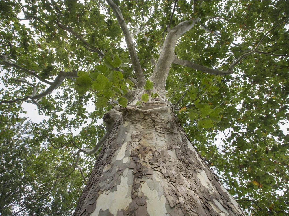 Bark form 225yearold South Windsor Sycamore tree helps calm dogs