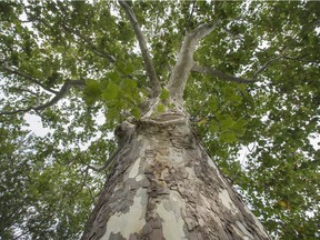 Bark collected from this 225-year-old sycamore tree, shown Monday in the 4200 block of Roseland Drive West, is being used to produce an all-natural medicine that helps relieve stress in dogs.