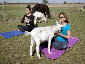 Amanda Scully, left, and Lauren Edwards participate in a Goat Yoga session at Charlotte's Freedom Farm in Lakeshore on Oct. 7, 2017. Scully and Edwards have organized two soldout Goat Yoga classes. Other farm animals, such as Izzy the 10-year-old pony, are allowed to join in the fun.