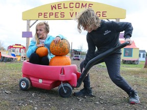 Mya Rocheleau, 8, and her brother Xander Rocheleau, 11, gather loose pumpkins at Pepe's Village and Pumpkin Patch Tuesday Oct. 24, 2017. They were cleaning up after a visit by young children, parents and teachers from Giles French Immersion School. The Rocheleau family owns the popular Front Road business in LaSalle.