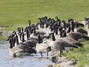 Geese congregate on the shore of Wolf Lake in Southwood Lakes, on Oct. 19, 2017.