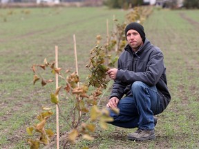 Scott Deslippe, owner of Hazelview Orchards in Amherstburg, checks out a row of his newly planted hazel trees on Oct. 30, 2017.