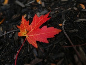 A maple leaf is seen on a chilly fall day in Willistead Park in Windsor on Oct. 21, 2016.