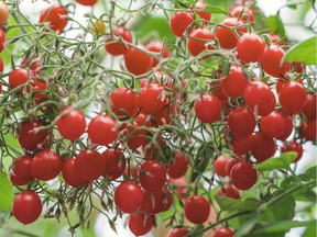 Tomberry tomatoes are one centimetre or less in diameter and weigh about one or two grams.