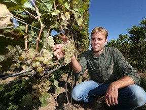 North 42 Degrees Estate Winery winemaker Jan Schulte-Bisping displays riesling grapes used in their award-winning riesling wine at the new retails store and restaurant in Colchester on Oct. 3, 2017.