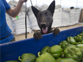 Chili, a Belgian Shepherd, sniffs for the pepper weevil, an invasive bug not native to Canada, in a tub of bell peppers at NatureFresh Farms in Leamington on Oct. 23, 2017.