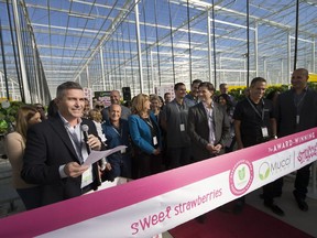 Joe Spano, left, vice-president of sales and marketing at Mucci Farms in Kingsville, gives remarks during a ribbon-cutting ceremony to unveil Phase 2 of the 36-acre strawberry farm expansion on Oct. 26, 2017.