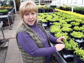 Wanda Latourneau, the city's horticulture manager, works in the the Lanspeary Greenhouses on Nov. 21, 2017. The city's parks department is proposing a study to determine whether to fix the aging greenhouses or replace them with a new, more efficient operation in Jackson Park.